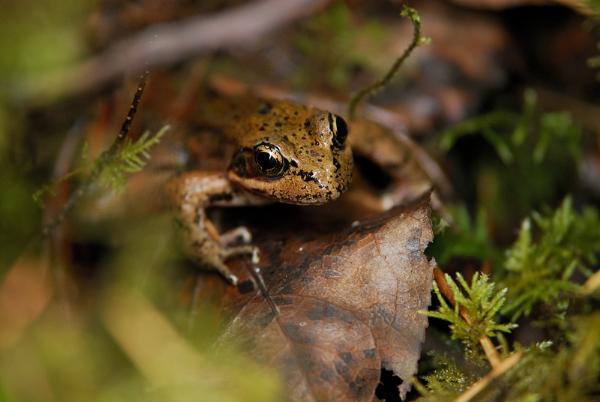 Photo of Lithobates sylvaticus by <a href="http://www.michaelbromm.com">Michael Bromm</a>